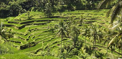 Rice Terraces - Bali T (PBH4 00 16568)